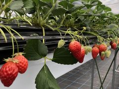 䂩̂Ƃ悳t@[ւ̓eʐ^1