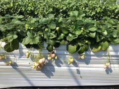 ntnt̂Eu[x[_@x[̋ւ̓eʐ^1