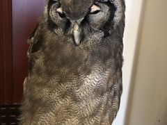 Black box����̃A�j�}���J�t�F�@�}�V���}���p���_�ւ̓��e�ʐ^1