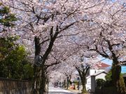 jR񂳂̐CqH̍̓eʐ^1