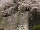 hydeさんの久留米城跡（篠山城）の投稿写真1