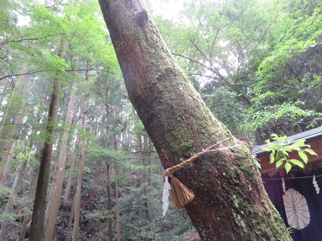 �i�F_�V�̊��