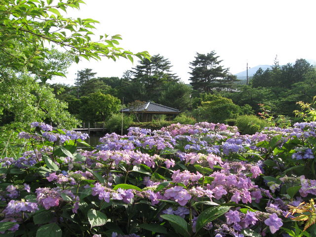 �A�W�T�C���Y��ɍ炢�Ă܂����B�Ԃ�΂Ɉ͂܂ꂽ�U���ʘH�ł����B_�x����