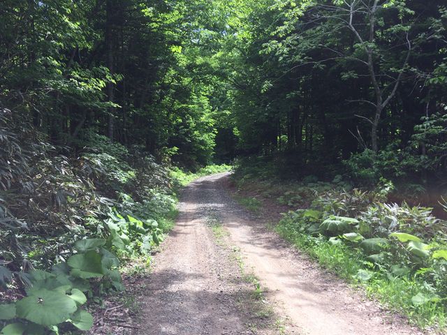 Ñ̘[AR܂ł̗ѓQlBLĈSB_nǎR̐XV