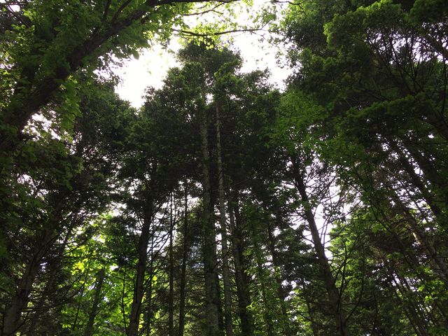 ѓ猩グiFB_nǎR̐XV