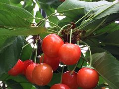 suzuran̂܂ʎւ̓eʐ^1