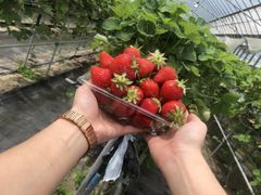 ЂȂ̂̈t@[i--jւ̓eʐ^1