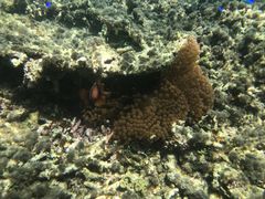 AI̔dRDiving Service Fieldւ̓eʐ^1