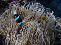 t[񂳂Nature Guide Double Rainbow lC`[KCh@_uC{[ւ̓eʐ^1