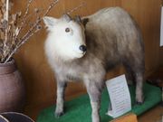 �Ƃ�����񂳂�̖G�؂̗��̓��e�ʐ^7