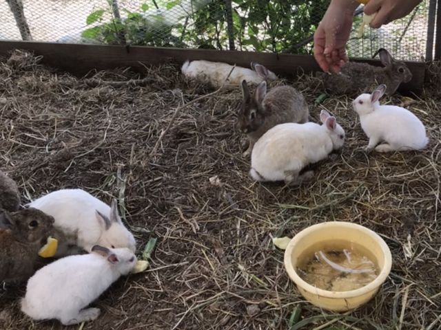 ���炵���E�T�M���񂪂�������_����_��