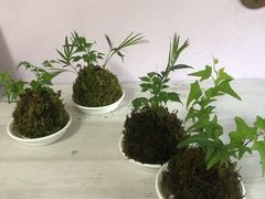 soraFlorilegeւ̓eʐ^1