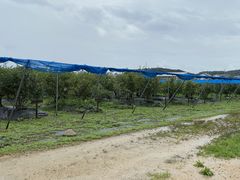 �肦P����̗��m�u���[�x���[�_���ւ̓��e�ʐ^1