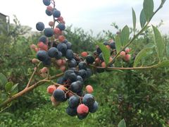 ͂ۂ̉u[x[t@[ւ̓eʐ^1