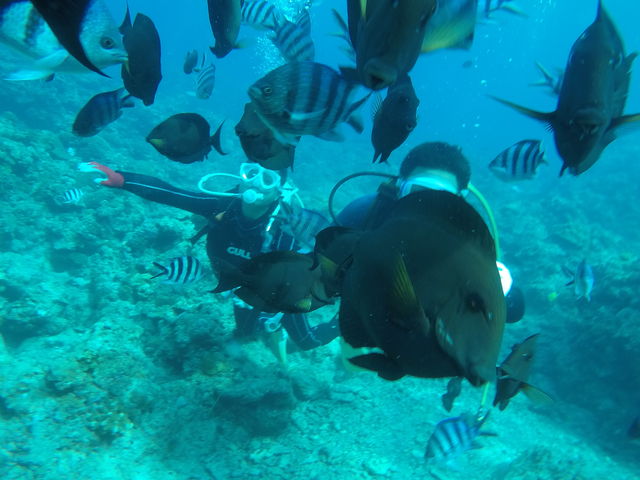 ���A���A��_�����_�C�u (MalDive)