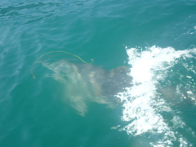 �A��̃{�[�g�ォ��I_�c�������������@�r��������