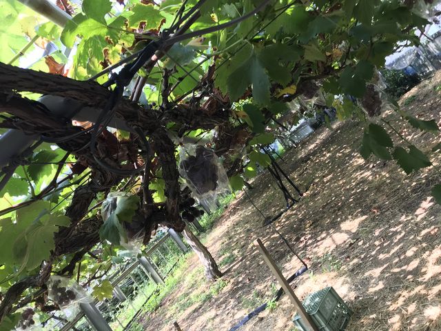 �������i_��H�Ԃǂ���