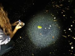 񂳂̉iCgcA[T[rXւ̓eʐ^1