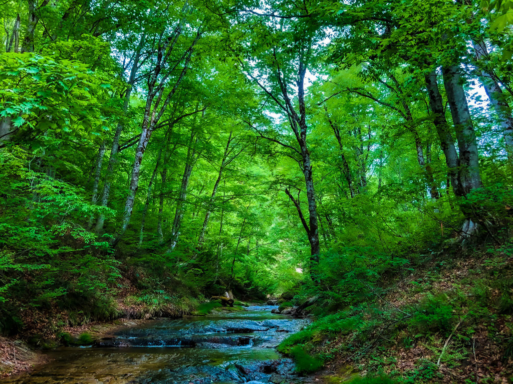 南会津の自然歩道・自然研究路ランキングTOP4 - じゃらんnet