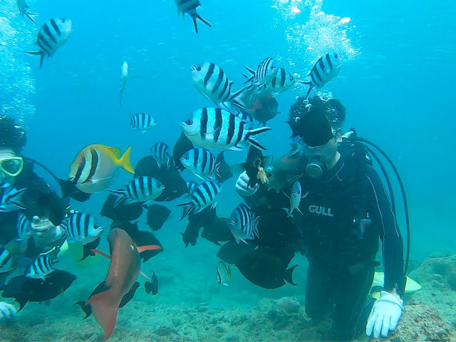 �a�t���ł͐F�Ƃ�ǂ�̋�������Ă��܂�_�����_�C�u (MalDive)