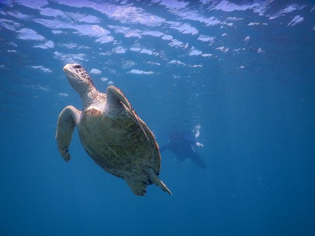 �T�̌��ŉj���ł܂��B_SEA ENJOY