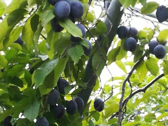 ���[�u�h�T�[�W�F��_��񂲂₳��̑�r�_��