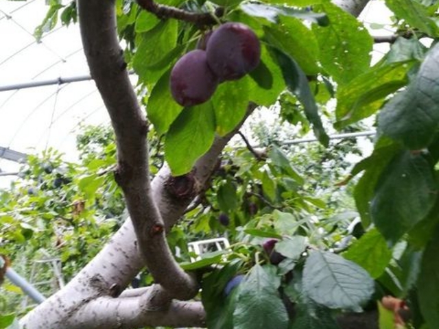 ���[�u�h�T�[�W�F��_��񂲂₳��̑�r�_��