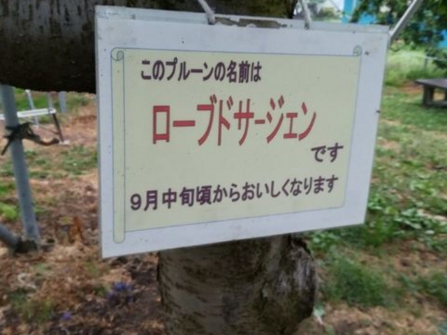 �Ŕ�_��񂲂₳��̑�r�_��