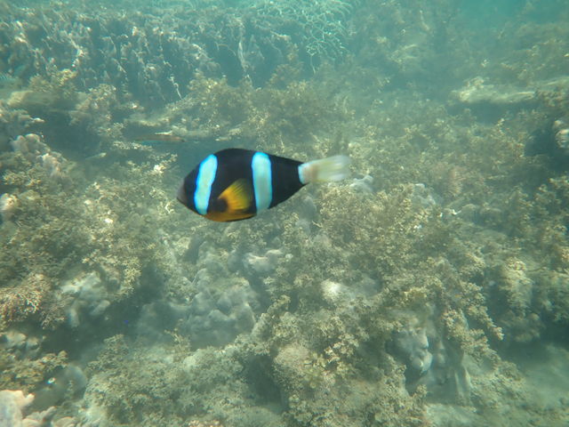 �����ȋ�����傫�ȋ�������܂�_�����ό��U����@�}�����N���u�W���C