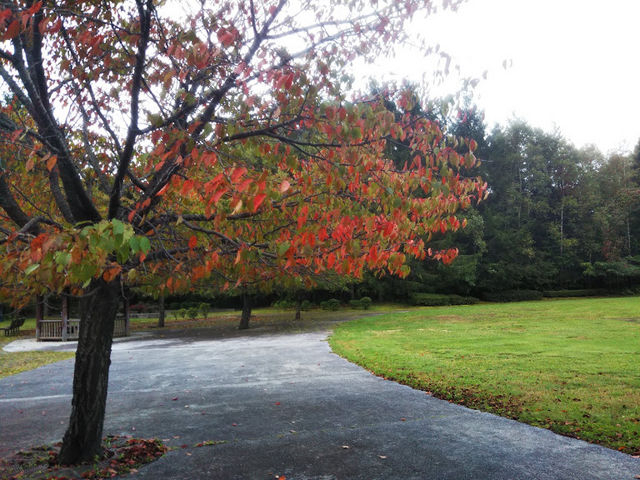 ́Cgtn܂Ă܂Bΐ쉈́CLCłI_t