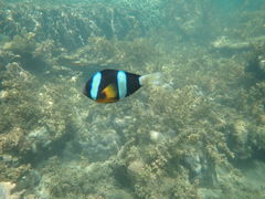 LR̗όU@}NuWCւ̓eʐ^3