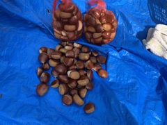 Ă炸̂ӗRiόւ̓eʐ^2