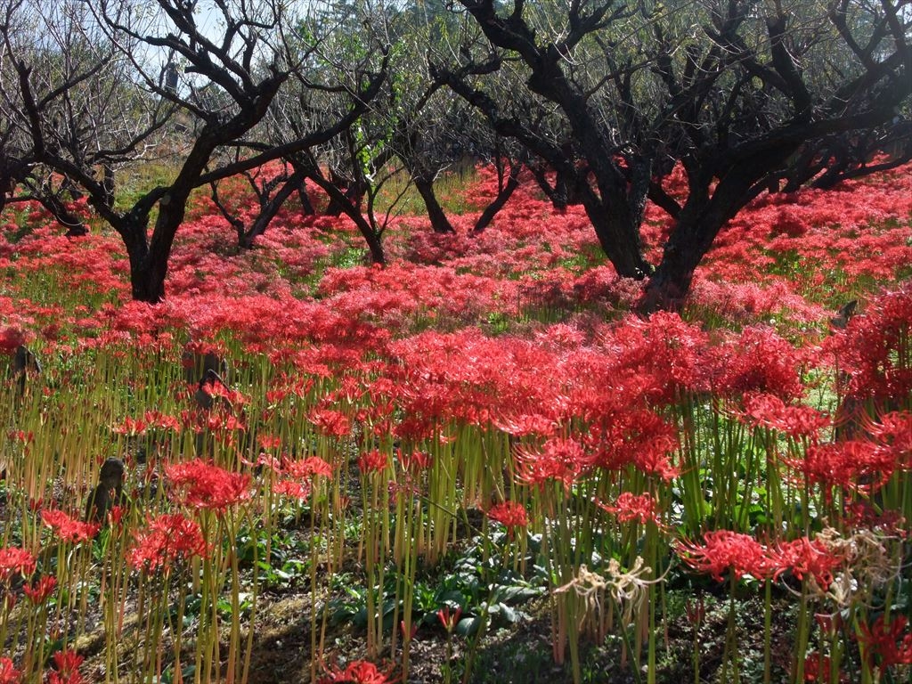 伊那 駒ヶ根 飯田 昼神の観光スポットランキングtop10 4ページ目 じゃらんnet