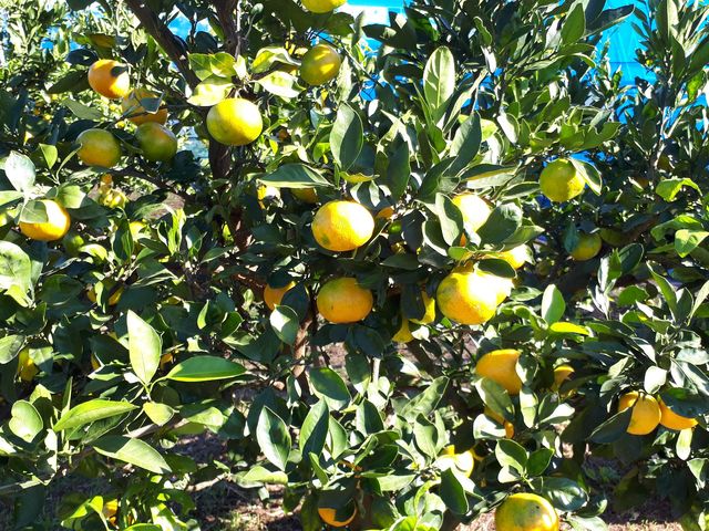 �����Ȃ݂���_FRUIT PARK YOKOHAMA�@�Ō��ʎ���