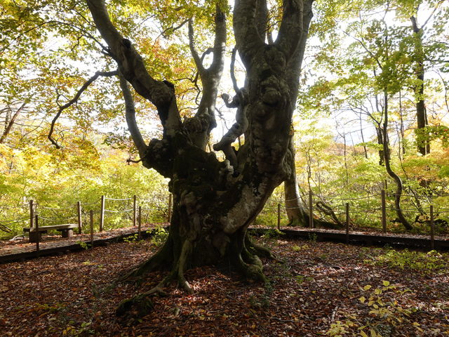 ���q���@����