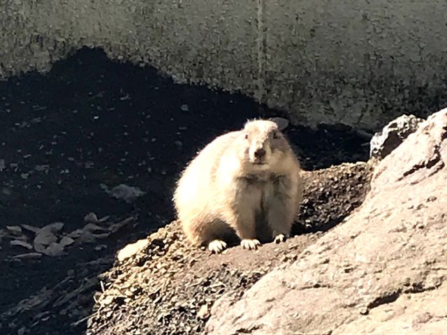 ������o�Ă��Ă��ꂽ�v���[���[�h�b�O_�O���s�������@�y����