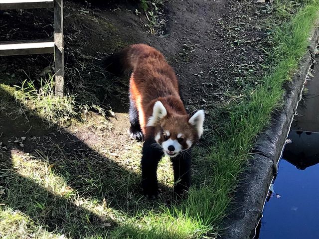 【三島市立公園 楽寿園】アクセス・営業時間・料金情報 - じゃらんnet