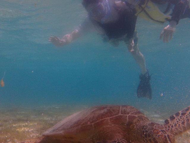 �������ԁA�E�~�K���ƈꏏ�ɉj�����Ƃ��ł��܂����B_�V���m�[�P���c�A�[�@��`��