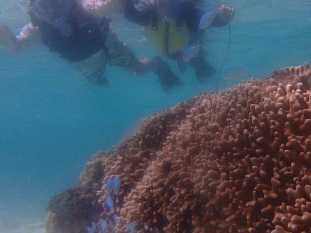 �T���S��M�ы������ꂢ�ŁA��������ʐ^���B���Ē����܂����B_�V���m�[�P���c�A�[�@��`��