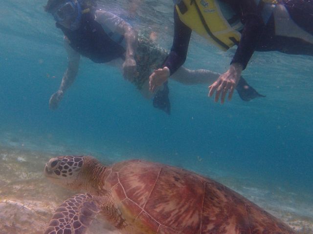 �����ߋ����ŃE�~�K���Ɖj���܂����I_�V���m�[�P���c�A�[�@��`��