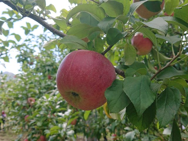 ���̎����́A�z���ƐV���E������܂����B���H�ŐH�ה�ׂ��ł��A�Ⴂ���������Ċy�����ł��B_�݂Ȃ��݃t���[�c�����h���M�g�[��