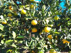 ܂FRUIT PARK YOKOHAMA@Ōʎւ̓eʐ^1