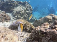 Ђ̃_Cu (MalDive)ւ̓eʐ^1