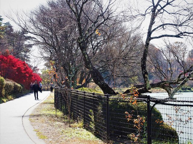 ���̊C�@�R�[�X�͊O���S��740m�ł��B_���̊C