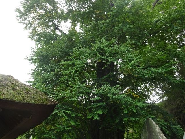 pon񂳂̒y̌j̓eʐ^1