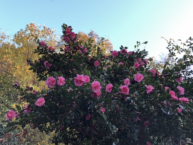 ��ʁ@�ԂƗ΂̐U���Z���^�[_��ʌ��ԂƗ΂̐U���Z���^�[