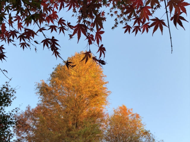 ��ʁ@�ԂƗ΂̐U���Z���^�[_��ʌ��ԂƗ΂̐U���Z���^�[