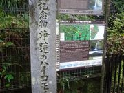 pon����񂳂�̃n�C�R���`�V�_�̌Q���̓��e�ʐ^1