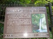 pon����񂳂�̃n�C�R���`�V�_�̌Q���̓��e�ʐ^2