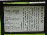 pon񂳂̏{鐴@Ȃ̍̓eʐ^2